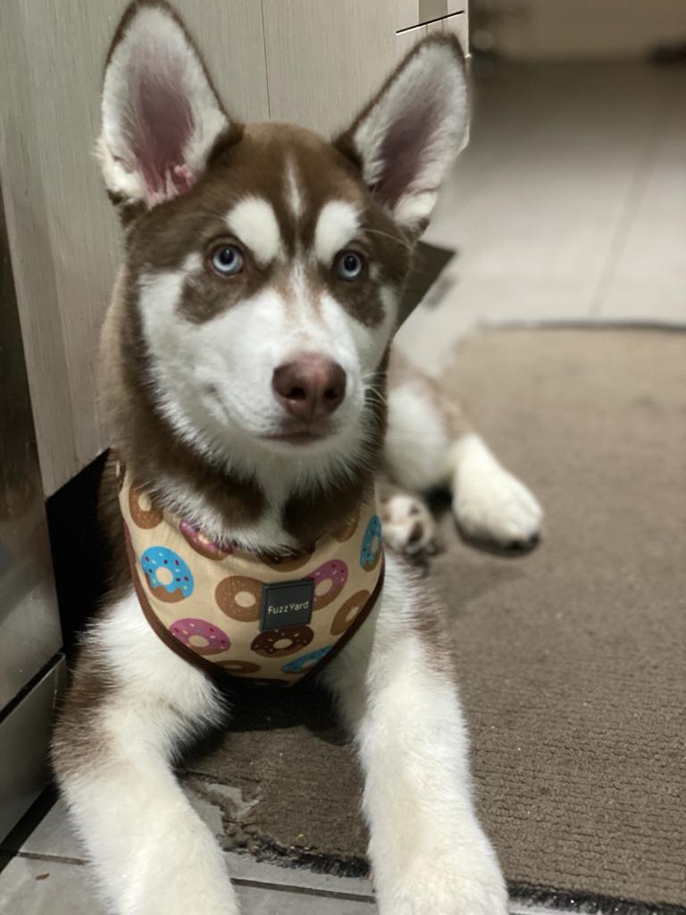  ਰਾਜਪੁਰੇ ਦੇ ਰਹਿਣ ਵਾਲੇ ਜਸ਼ਨ ਨੇ ਡੌਗ ਲੈਣ ਲਈ ਸਰਚ ਕਰਨਾ ਸ਼ੁਰੂ ਕੀਤਾ ਤਾਂ ਇੱਕ ਸਾਊਥ ਇੰਡੀਅਨ ਪਰਿਵਾਰ ਦੇ ਕੋਲ 2 ਮਹੀਨੇ ਦਾ ਸਾਈਬੇਰੀਅਨ ਹਸਕੀ ਡੌਗ ਸੇਲ ਲਈ ਮੌਜੂਦ ਸੀ ਕਿਉਂਕਿ ਇਹ ਪਰਿਵਾਰ ਲਾਕਡਾਉਨ ਦੀ ਵਜ੍ਹਾ ਤੋਂ ਵਾਪਸ ਭਾਰਤ ਆ ਰਿਹਾ ਸੀ।