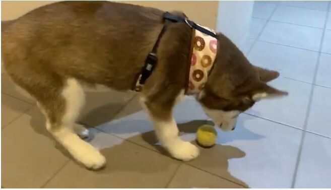  ਜਸ਼ਨ ਦਾ ਕਹਿਣਾ ਹੈ ਘਰ ਆਉਣ ਤੋਂ ਬਾਅਦ ਉਨ੍ਹਾਂ ਦਾ ਕਾਫ਼ੀ ਚੰਗਾ ਸਮਾਂ ਆਪਣੇ ਡੌਗ ਦੇ ਨਾਲ ਗੁਜ਼ਰ ਰਿਹਾ ਹੈ।