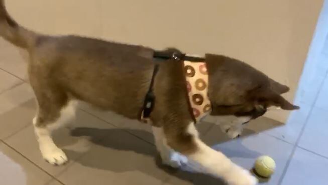  ਇਸ ਲਈ ਤਣਾਅ ਰਹਿਣ ਲੱਗੇ ਗਏ ਸੀ। ਉਦੋਂ ਦਿਮਾਗ਼ ਵਿੱਚ ਆਇਆ ਕਿ ਇੱਕ ਡੌਗ ਰੱਖਿਆ ਜਾਵੇ ਅਤੇ ਜਦੋਂ ਤੋਂ ਬਰੁਓ ਉਨ੍ਹਾਂ ਦੀ ਜ਼ਿੰਦਗੀ ਵਿੱਚ ਆਇਆ ਸਭ ਕੁੱਝ ਬਦਲ ਗਿਆ ਹੈ। ਡੌਗ ਨਾਲ ਖੇਡਣਾ, ਉਸ ਦਾ ਖ਼ਿਆਲ ਰੱਖਣਾ ਸਭ ਲਾਈਫ਼ ਦਾ ਇੱਕ ਹਿੱਸਾ ਬਣ ਗਿਆ ਹੈ।