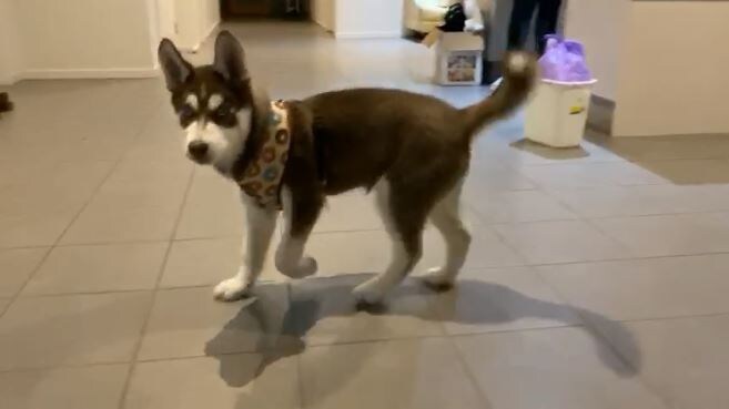  ਜਸ਼ਨ ਨੇ ਪਰਿਵਾਰ ਨਾਲ ਸੰਪਰਕ ਕੀਤਾ ਅਤੇ 6 ਹਜ਼ਾਰ ਡਾਲਰ ਦੇ ਕਰ ਹਸਕੀ ਨੂੰ ਘਰ ਲੈ ਆਏ। ਹਸਕੀ ਨਸਲ ਦੇ ਇਸ ਡੌਗ ਦਾ ਨਾਮ ਬਰੁਓ ਰੱਖਿਆ ਗਿਆ।