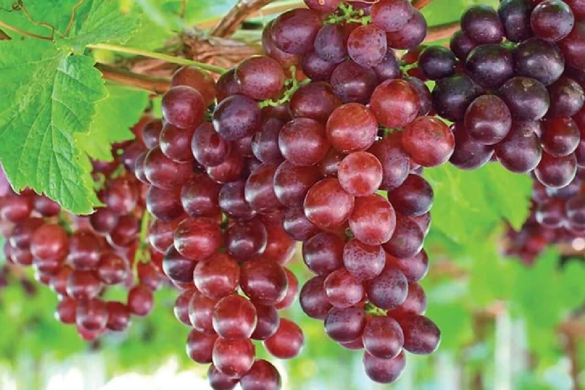  ਕੰਪਨੀ ਅਨੁਸਾਰ ਇੱਕ ਕਿੱਲੋਗ੍ਰਾਮ ਅੰਗੂਰਾਂ ਤੋਂ ਕੇਵਲ ਚਾਹ ਦੇ ਇੱਕ ਚਮਰਚ ਜਿੰਨੀ ਵਾਈਨ ਬਣਦੀ ਹੈ। ਇਕ ਬੋਤਲ ਬਣਾਉਣ ਲਈ 200 ਕਿੱਲੋ ਅੰਗੂਰ ਲੱਗਦੇ ਹਨ। ਇਹਨਾਂ ਨੂੰ ਕਈ ਦਿਨਾਂ ਤੱਕ ਬੋਤਲਾਂ ਵਿੱਚ ਬੰਦ ਕਰਕੇ ਫਰਮੈਂਟ ਕੀਤਾ ਜਾਂਦਾ ਹੈ। (Pic- FiLe)