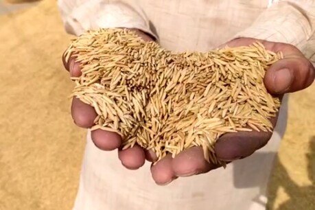 ਬਾਸਮਤੀ ਮੂਧੇ-ਮੂੰਹ ਡਿੱਗੀ, 2000 ਰੁਪਏ ਪ੍ਰਤੀ ਕੁਇੰਟਲ ਨੂੰ ਵਿਕ ਰਹੀ, ਪਿਛਲੇ ਸਾਲ ਸੀ 3500 ਦਾ ਰੇਟ