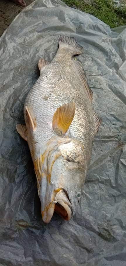  ਇੰਨੀ ਵੱਡੀ ਮੱਛੀ ਨੂੰ ਖਾਣਾ ਮੁਸ਼ਕਿਲ ਹੁੰਦਾ ਹੈ ਕਿਉਂਕਿ ਉਸ ਦਾ ਮਾਸ ਖਾਣ ਲਈ ਚੰਗਾ ਨਹੀਂ ਹੁੰਦਾ।  ਉੱਤੇ ਇਸ ਮੱਛੀ  ਦੇ ਸਰੀਰ  ਦੇ ਅੰਦਰਲੇ  ਅੰਗ ਬਹੁਤ ਹੀ ਕੀਮਤੀ ਹੁੰਦੇ ਹਨ ਅਤੇ ਬਾਜ਼ਾਰ ਵਿੱਚ ਇਸ ਦੀ ਕਾਫ਼ੀ ਕੀਮਤ ਹੁੰਦੀ ਹੈ। ਇਸ ਮੱਛੀ ਦਾ ਤੇਲ (fat)  ਬਹੁਤ ਹੀ ਲਾਭਦਾਇਕ ਹੁੰਦਾ ਹੈ।