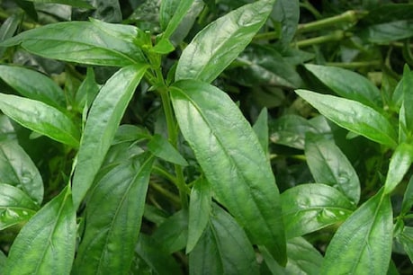Kalmegh Plant Benefits: ਸਿਹਤ ਲਈ ਬੜੇ ਕੰਮ ਦਾ ਹੈ ਕਾਲਮੇਘ ਦਾ ਪੌਦਾ, ਜਾਣੋ ਇਸਦੇ 7 ਫਾਇਦੇ
