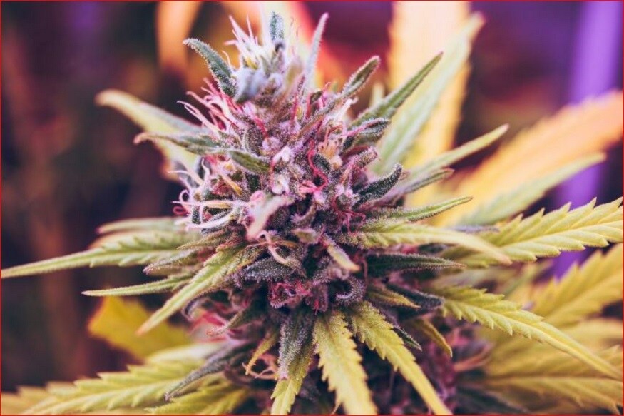  ਆਪਣੇ ਘਰ ਪਹੁੰਚਦਿਆਂ ਹੀ ਉਹ ਉਥੇ ਦਾ ਨਜ਼ਾਰਾ ਦੇਖ ਕੇ ਹੈਰਾਨ ਰਹਿ ਗਈ। ਕਿਰਾਏਦਾਰ ਨੇ ਉਸਦੇ ਘਰ ਨੂੰ ਭੰਗ ਪੈਦਾ ਕਰਨ ਵਾਲੇ ਫਾਰਮ ਵਿੱਚ ਤਬਦੀਲ ਕਰ ਦਿੱਤਾ ਸੀ। ਉਸਦੇ ਘਰ ਦੇ ਹਰ ਕਮਰੇ ਵਿੱਚ ਭੰਗ ਬੂਟੇ ਉਗ ਰਹੇ ਸਨ। ਇਸਦੇ ਲਈ ਘਰ ਵਿੱਚ ਬਹੁਤ ਸਾਰੀਆਂ ਵੱਡੀਆਂ ਪਾਈਪਾਂ ਲਗਾਈਆਂ ਗਈਆਂ ਸਨ। ਤਾਂ ਜੋ ਤਾਜ਼ੀ ਹਵਾ ਨੂੰ ਅੰਦਰ ਲਿਆਇਆ ਜਾ ਸਕੇ। (ਫੋਟੋ -ਨਿਊਜ਼ 18 ਇੰਗਲਿਸ਼)