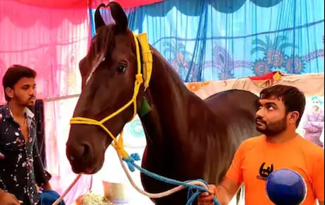 ਫਰੀਦਕੋਟ: ਸਲਮਾਨ ਖਾਨ ਇਸ ਘੋੜੇ ਨੂੰ ਖਰੀਦਣ ਲਈ ਕਰ ਚੁੱਕੇ ਹਨ 5 ਕਰੋੜ ਦੀ ਪੇਸ਼ਕਸ਼