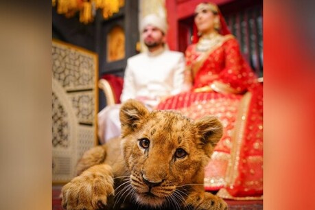 ਪਾਕਿਸਤਾਨੀ ਜੋੜੇ ਨੇ ਫੋਟੋਸ਼ੂਟ ਲਈ ਸ਼ੇਰ ਦੇ ਬੱਚੇ ਨੂੰ ਦਿੱਤਾ ਨਸਾ? ਸੋਸ਼ਲ ਮੀਡੀਆ ’ਤੇ ਭੜਕੇ ਲੋਕ!