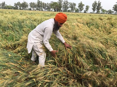 Bathinda: ਬਾਰਸ਼ ਨਾਲ ਕਣਕ ਦੀ ਫਸਲ ਦਾ ਹੋਇਆ ਵੱਡਾ ਨੁਕਸਾਨ