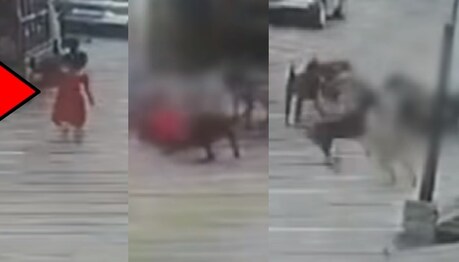 Viral Video: ਗਲੀ 'ਚ ਜਾ ਰਹੀ ਬੱਚੀ 'ਤੇ ਆਵਾਰਾ ਕੁੱਤਿਆਂ ਦੇ ਹਮਲੇ ਦੀ ਦਿਲ ਕੰਬਾਊ ਵੀਡੀਓ ਆਈ ਸਾਹਮਣੇ...