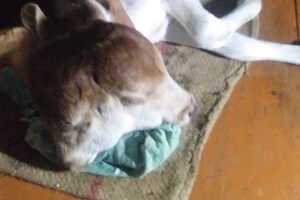 ਕੀ ਤੁਸੀਂ ਕਦੇ ਦੋ ਮੂੰਹ ਤੇ ਚਾਰ ਅੱਖਾਂ ਵਾਲਾ ਵੱਛਾ ਵੇਖਿਆ ਹੈ? ਇੱਥੇ ਦੇਖੋ ਤਸਵੀਰਾਂ