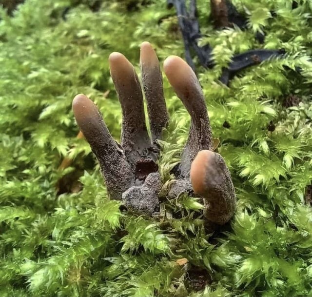 extremely rare parasitic fungus zombie fingers is hanging few locations ...