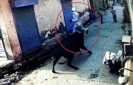 ਆਵਾਰਾ ਸਾਨ੍ਹ ਨੇ ਲਈ ਬਜ਼ੁਰਗ ਦੀ ਜਾਨ, CCTV ਵਿਚ ਕੈਦ ਹੋਈ ਸਾਰੀ ਘਟਨਾ