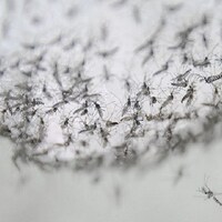 ਹਰ ਹਫਤੇ 2 ਕਰੋੜ 'ਚੰਗੇ ਮੱਛਰ' ਪੈਦਾ ਕਰਦੀ ਹੈ ਚੀਨ ਦੀ ਫੈਕਟਰੀ, ਪਰ ਕਿਉਂ...