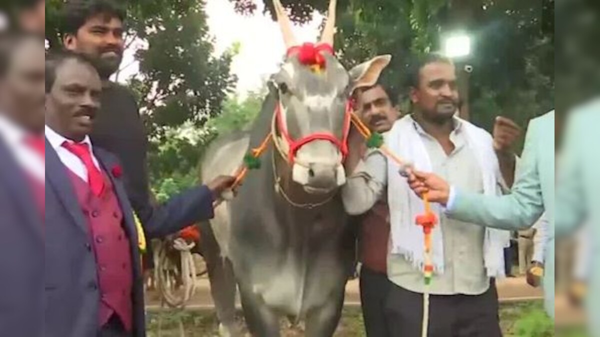 Krishi Mela 2021 ਇੱਕ ਕਰੋੜ 'ਚ ਵਿਕਿਆ ਕ੍ਰਿਸ਼ਨਾ ਬਲਦ, ਹੋਰ ਵੀ ਹਨ ਹੈਰਾਨੀਜਨਕ ਖ਼ਾਸੀਅਤਾਂ, Krishi Mela