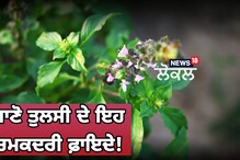 Health News: ਕੀ ਤੁਹਾਨੂੰ ਪਤਾ ਹਨ ਤੁਲਸੀ ਦੇ ਇਹ ਚਮਤਕਾਰੀ ਫ਼ਾਇਦੇ?