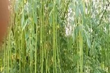 ਮੋਰਿੰਗਾ ਦੀ ਖੇਤੀ ਵਿੱਚ ਹੈ ਬਹੁਤ ਕਮਾਈ, ਜਾਣੋ ਇਸਦੀ ਸਭ ਤੋਂ ਵੱਡੀ ਖਾਸੀਅਤ ਮੋਰਿੰਗਾ ਦੀ ਖੇਤੀ ਵਿੱਚ ਹੈ ਬਹੁਤ ਕਮਾਈ, ਜਾਣੋ ਇਸਦੀ ਸਭ ਤੋਂ ਵੱਡੀ ਖਾਸੀਅਤ