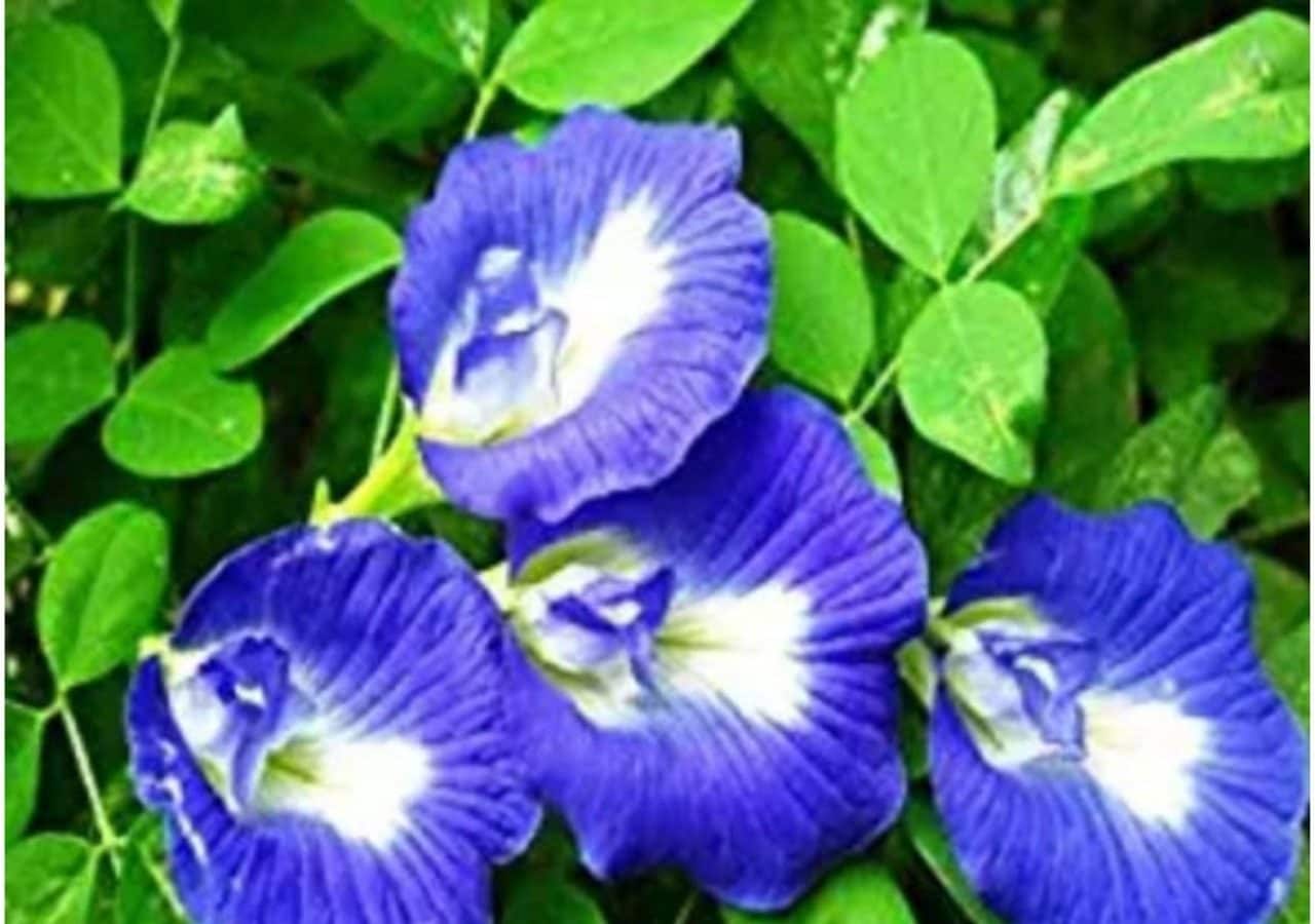 Benefits of Aparajita flower ਸੁੰਦਰਤਾ ਦੇ ਨਾਲ ਗੁਣਾ ਨਾਲ ਭਰਪੂਰ ਹਨ ਅਪਰਾਜਿਤਾ