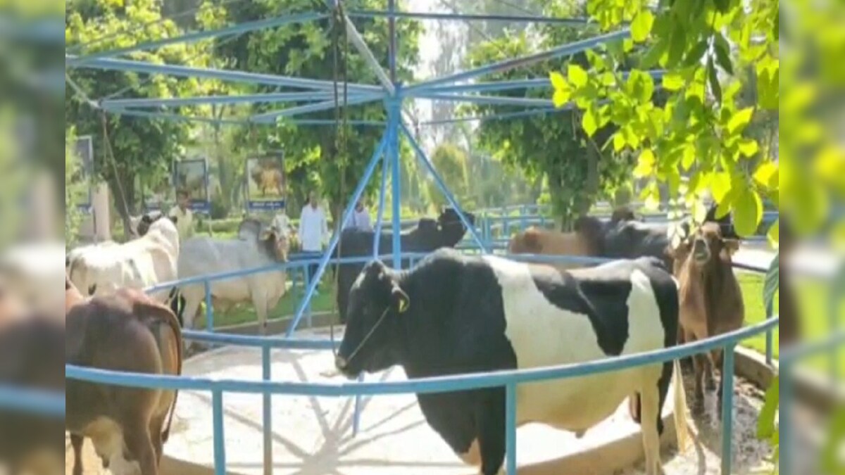 ਹਰਿਆਣਾ ਦੇ ਕਰਨਾਲ 'ਚ ਖੁੱਲ੍ਹਿਆ ਅਜਿਹਾ ਜਿਮ, ਜਿੱਥੇ ਬਲਦ ਵੀ ਕਰਦੇ ਕਸਰਤ, ਵੇਖੋ