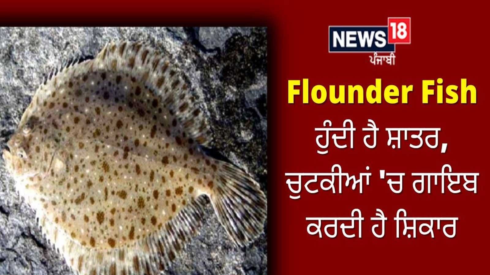 Flounder Fish Has A Clever Mind ਫਲਾਉਂਡਰ ਮੱਛੀ ਹੁੰਦੀ ਹੈ ਸ਼ਾਤਰ, ਚੁਟਕੀਆਂ 'ਚ ਗਾਇਬ ਕਰਦੀ ਹੈ ਸ਼ਿਕਾਰ Do