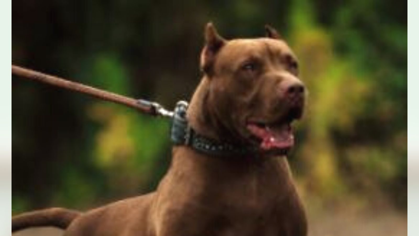 pitbull mutt pitbull mutt