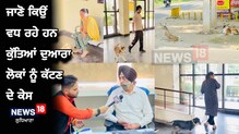 Dog Bite: ਕੁੱਤਿਆਂ ਦੁਆਰਾ ਲੋਕਾਂ ਨੂੰ ਕੱਟਣ ਦੇ ਵੱਧ ਰਹੇ ਕੇਸ, ਜਾਣੋ ਕੀ ਹੈ ਵਜ੍ਹਾ