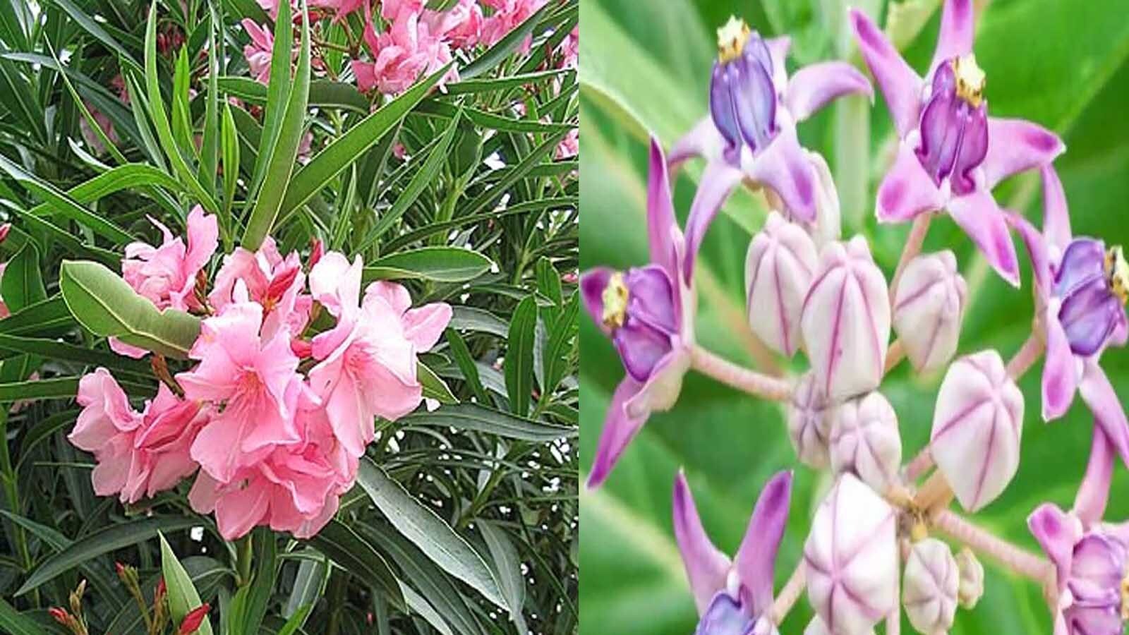 Do Not Offer This Flower To The Gods ਪੂਜਾ ਦੌਰਾਨ ਰੱਖੋ ਧਿਆਨ, ਭੁੱਲ ਕੇ ਵੀ