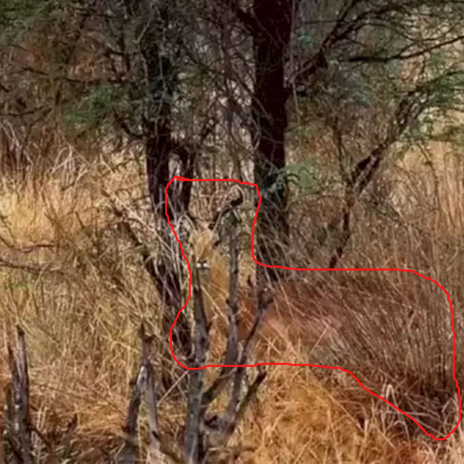 Spot The Deer in Optical Illusion