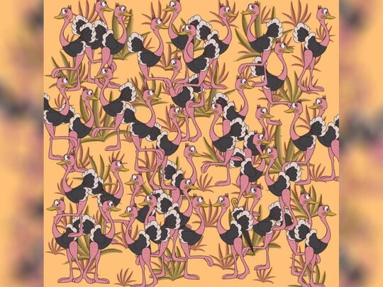 Optical Illusion: ਸਾਰੀਆਂ ਝਾੜੀਆਂ ਅਤੇ ਸ਼ੁਤਰਮੁਰਗਾਂ ਦੇ ਵਿਚਕਾਰ ਇੱਕ ਛੱਤਰੀ ਵੀ ਕਿਤੇ ਲੁਕੀ ਹੋਈ ਹੈ, ਜੋ ਦੇਖਣ ਵਾਲਿਆਂ ਨੂੰ ਦਿਖਾਈ ਨਹੀਂ ਦਿੰਦੀ। ਤੁਹਾਨੂੰ ਬਸ 10 ਸਕਿੰਟਾਂ ਦੇ ਅੰਦਰ ਇਸ ਛੱਤਰੀ ਨੂੰ ਲੱਭਣਾ ਹੈ। ਇਸ ਕੰਮ ਵਿੱਚ ਥੋੜੀ ਜਿਹੀ ਮਿਹਨਤ ਕਰਨੀ ਪੈ ਸਕਦੀ ਹੈ ਪਰ ਧਿਆਨ ਨਾਲ ਦੇਖੀਏ ਤਾਂ ਛਤਰੀ ਜ਼ਰੂਰ ਮਿਲੇਗੀ...