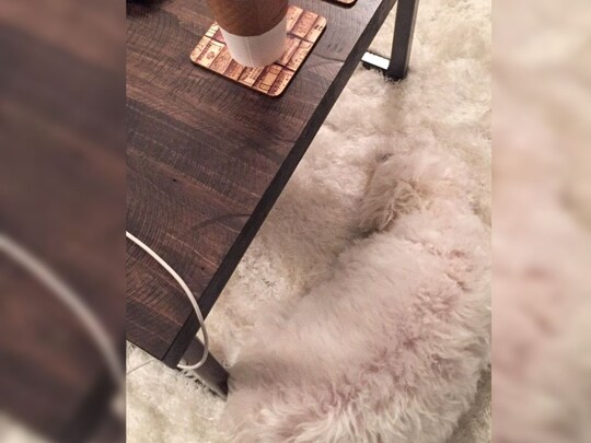 Optical Illusion challenge to find a dog