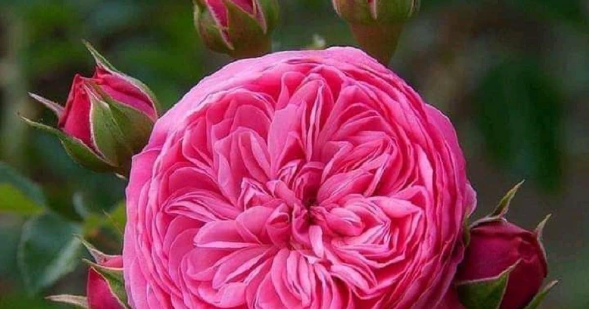 Valentine week starts with rose day juliet rose is most expensive