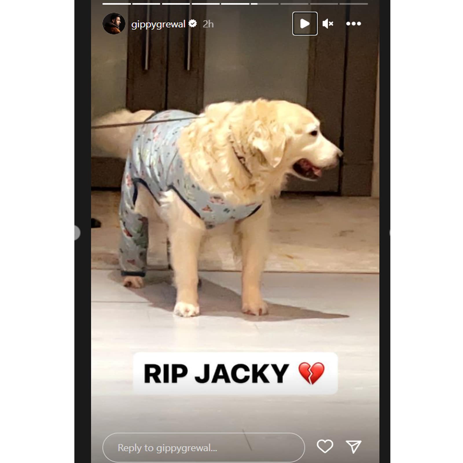 gippy grewal dog jacky