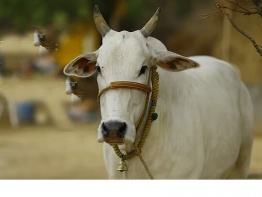 Cow helps you to get rid of vastu dosh