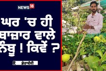 ਗਰਮੀਆਂ 'ਚ ਘਰ ਵਿੱਚ ਆਸਾਨੀ ਨਾਲ ਕਰੋ ਨਿੰਬੂ ਦੀ ਖੇਤੀ! ਜਾਣੋ ਕਿਵੇਂ