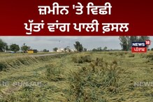 Kapurthala: ਭਾਰੀ ਮੀਂਹ ਨੇ ਵਧਾਈ ਕਿਸਾਨਾਂ ਦੀ ਚਿੰਤਾ