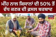 Samana: ਮੀਂਹ ਨਾਲ ਕਿਸਾਨਾਂ ਦੀ 50% ਤੋਂ ਵੱਧ ਕਣਕ ਦੀ ਫਸਲ ਬਰਬਾਦ