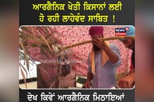 Moga: ਆਰਗੈਨਿਕ ਖੇਤੀ ਕਿਸਾਨਾਂ ਲਈ ਹੋ ਰਹੀ ਲਾਹੇਵੰਦ ਸਾਬਿਤ! Moga: ਆਰਗੈਨਿਕ ਖੇਤੀ ਕਿਸਾਨਾਂ ਲਈ ਹੋ ਰਹੀ ਲਾਹੇਵੰਦ ਸਾਬਿਤ!