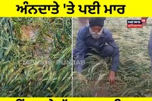 ਅੰਨਦਾਤੇ 'ਤੇ ਪਈ ਮਾਰ, ਮੀਂਹ ਅਤੇ ਝੱਖੜ ਦਾ ਕਹਿਰ, ਪੱਕ ਕੇ ਤਿਆਰ ਖੜ੍ਹੀ ਕਣਕ ਦੀ ਫਸਲ ਹੋਈ ਬਰਬਾਦ