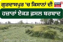 ਗੁਰਦਾਸਪੁਰ 'ਚ ਕਿਸਾਨਾਂ ਦੀ ਹਜ਼ਾਰਾਂ ਏਕੜ ਫ਼ਸਲ ਬਰਬਾਦ