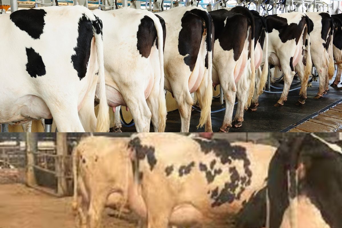 america texas dairy farm explosion blaze over 18000 cows scorched to ...