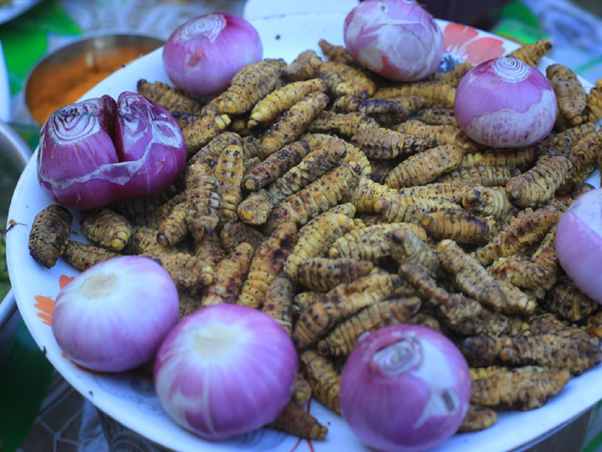 Insects eat-ਭਾਰਤ ਦੇ ਉਹ ਸੂਬੇ ਜਿੱਥੇ ਬੜੇ ਚਾਅ ਨਾਲ ਖਾਧੇ ਜਾਂਦੇ ਨੇ ਕੀੜੇ ਮਕੌੜੇ ...
