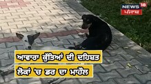 ਨੰਗਲ ਸ਼ਹਿਰ 'ਚ ਅਵਾਰਾ ਕੁੱਤਿਆਂ ਨੇ ਫੈਲਾਈ ਦਹਿਸ਼ਤ,ਆਮ ਲੋਕ ਪਰੇਸ਼ਾਨ