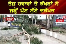 Rajpura: ਤੇਜ਼ ਝੱਖੜ ਨੇ ਜੜ੍ਹੋਂ ਪੁੱਟ ਸੁੱਟੇ ਦਰੱਖ਼ਤ