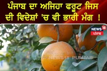 ਪੰਜਾਬ ਦਾ ਅਜਿਹਾ ਫ਼ਲ ਜਿਸ ਦੀ ਵਿਦੇਸ਼ਾਂ 'ਚ ਵੀ ਭਾਰੀ ਮੰਗ