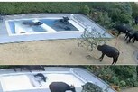 VIDEO-ਸਵੀਮਿੰਗ ਪੂਲ 'ਚ ਜਾ ਵੜੀਆਂ ਮੱਝਾਂ, ਮਾਲਕ ਨੂੰ ਹੋਇਆ 25 ਲੱਖ ਦਾ ਨੁਕਸਾਨ