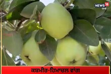 ਕਸ਼ਮੀਰ-ਹਿਮਾਚਲ ਵਾਂਗ ਪੰਜਾਬ 'ਚ ਵੀ ਹੋ ਰਹੀ ਸੇਬਾਂ ਦੀ ਖੇਤੀ