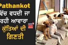 Pathankot 'ਚ ਕੁੱਤਿਆਂ ਦੀ ਨਸਬੰਦੀ ਪ੍ਰੋਗਰਾਮ ਠੱਪ, ਵਧਦੀ ਜਾ ਰਹੀ ਆਵਾਰਾ ਕੁੱਤਿਆਂ ਦੀ ਗਿਣਤੀ