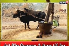 Batala: ਦੇਖੋ ਇੰਝ ਨਿਕਲਦਾ ਹੈ ਕੋਹਲੂ 'ਚੋਂ ਤੇਲ