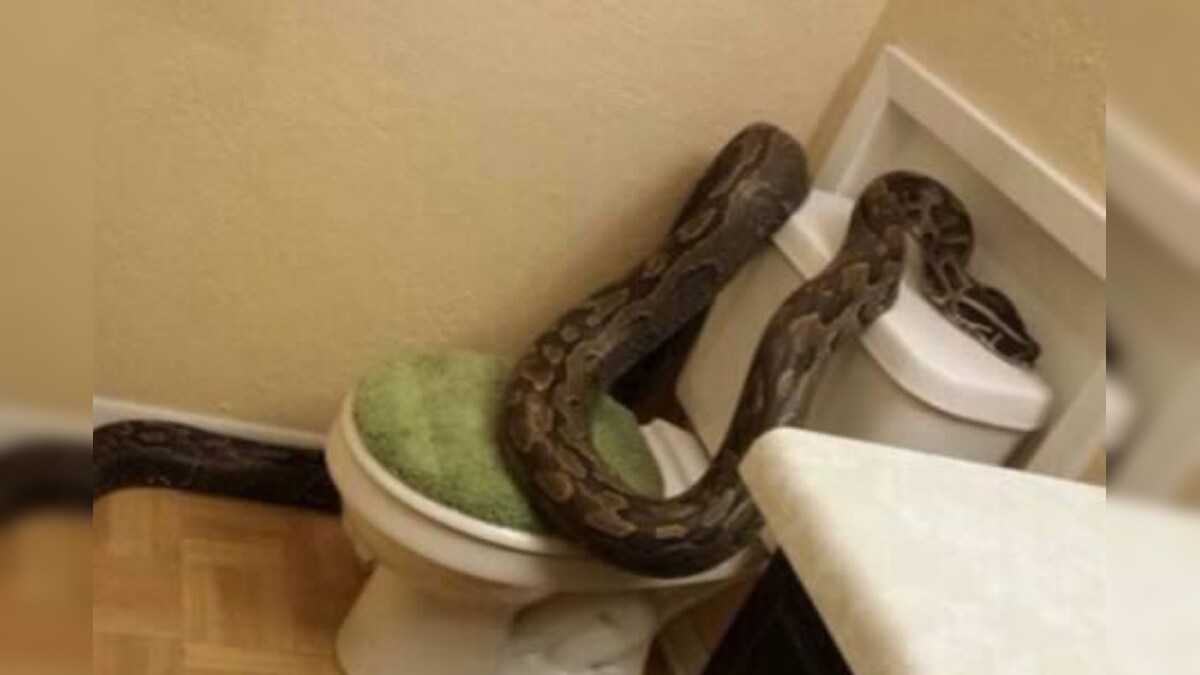Toilet 'ਚੋਂ ਨਿਕਲਣ ਵਾਲੇ ਇਨ੍ਹਾਂ ਜ਼ਹਿਰੀਲੇ ਸੱਪਾਂ-ਜਾਨਵਰਾਂ ਨੂੰ ਦੇਖ ਤੁਹਾਡੇ ਉੱਡ