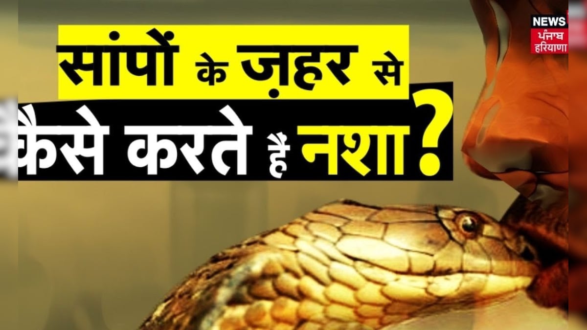 Snake Bite Drug Addiction Rave Party में ज़हरीले सांपों से कैसे करते