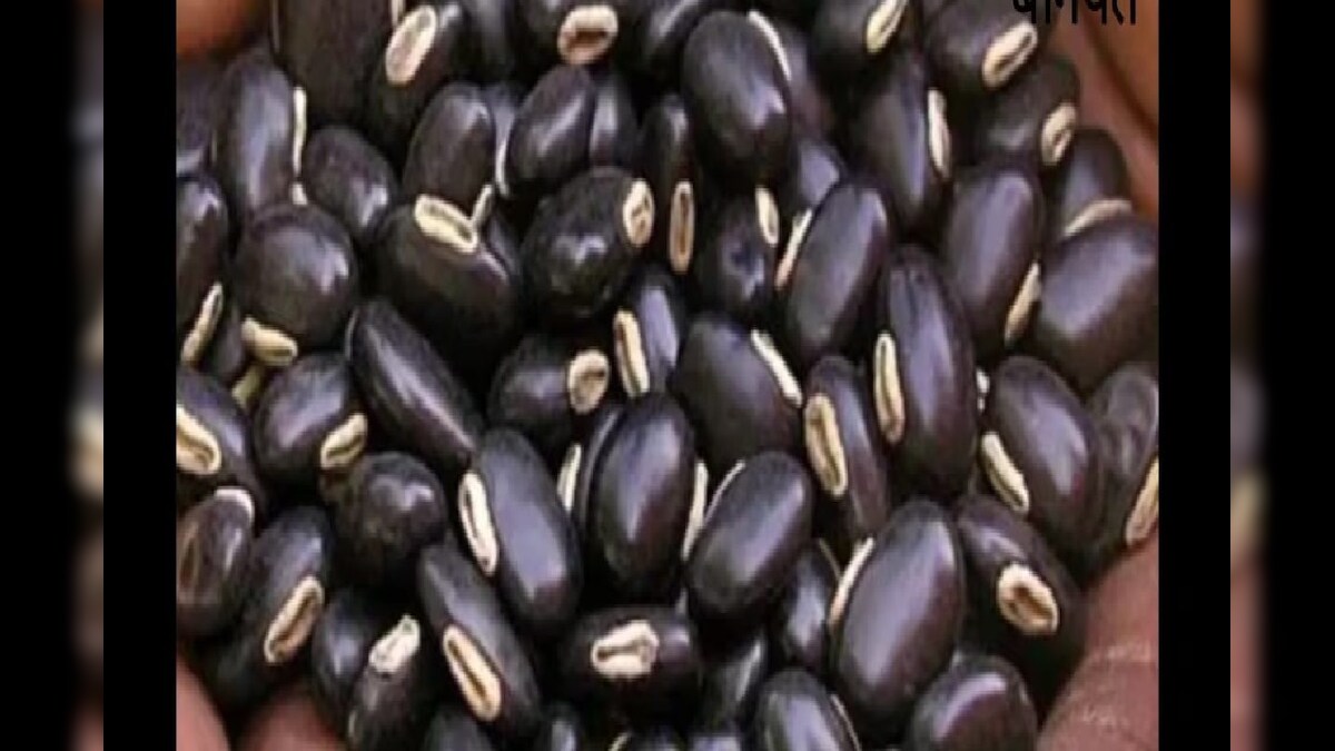 Benefits of Konch Seeds: ਬੇਹੱਦ ਗੁਣਾਕਾਰੀ ਹੈ ਕੌਂਚ ਬੀਜ, ਜਾਣੋ ਫਾਇਦੇ ਤੇ ਇਸਦੀ ...